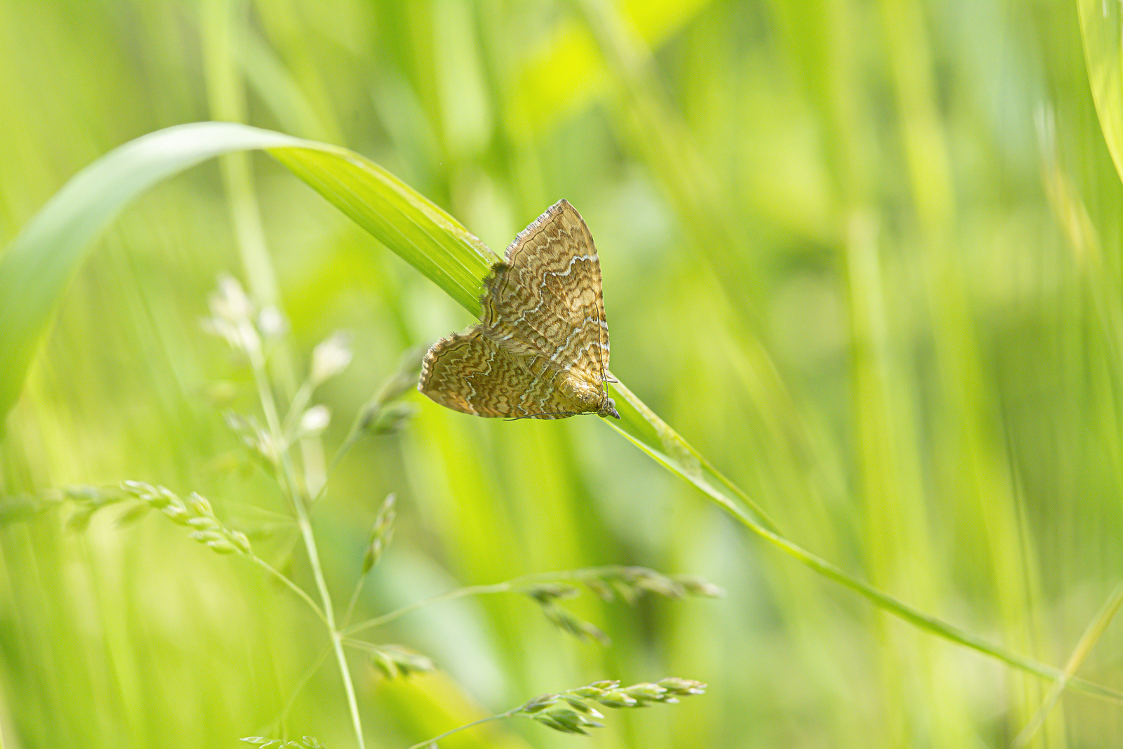 Gestreepte Goudspanner 