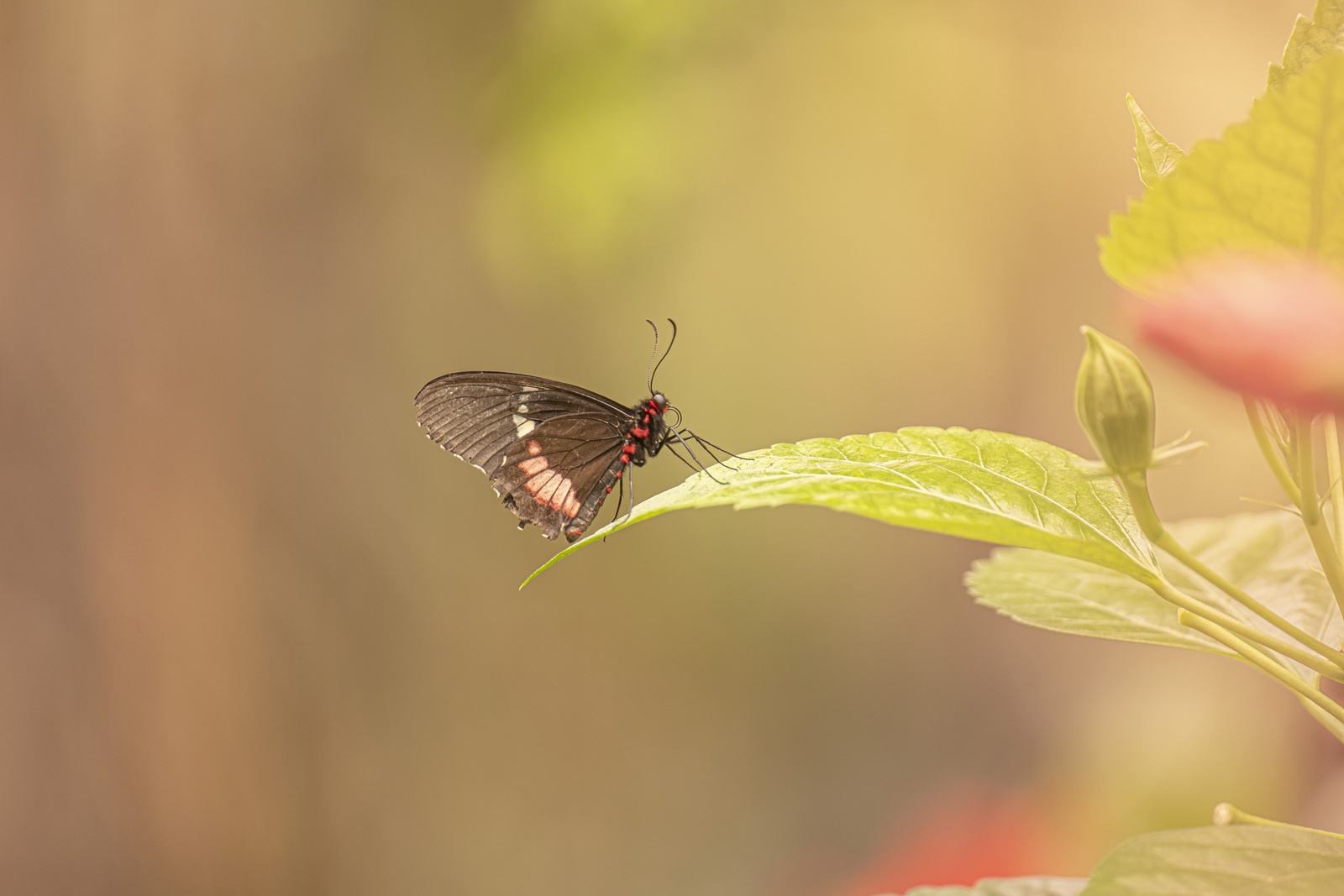 Parides Iphidamas