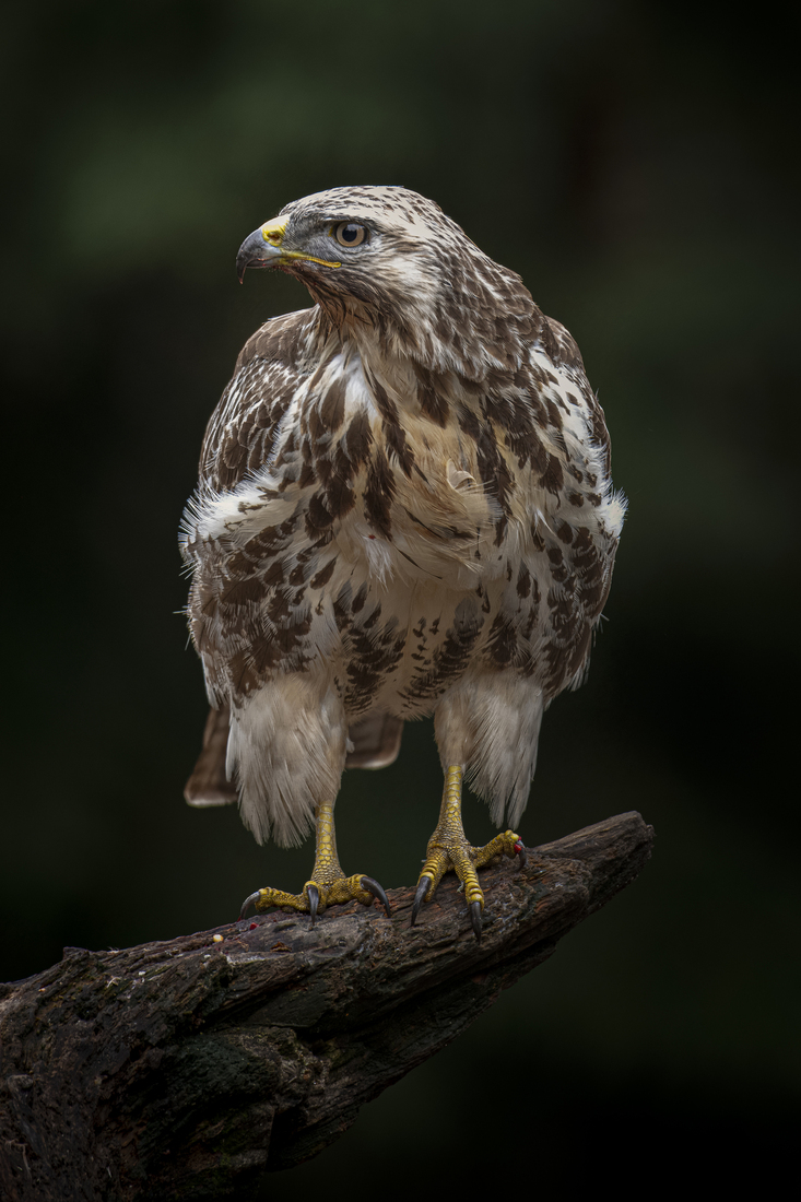 Buizerd
