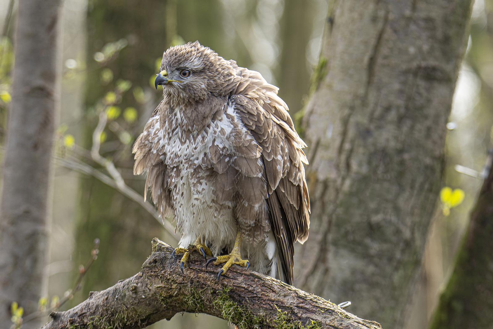 Buizerd