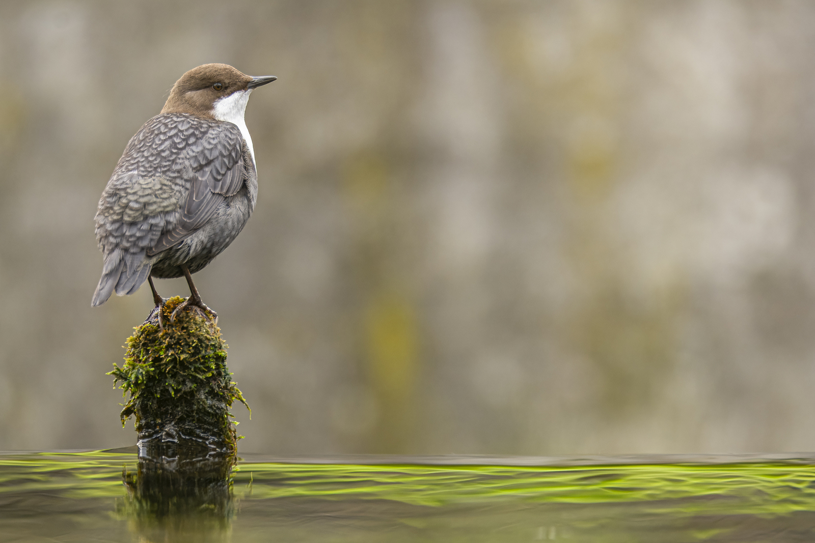 Zwartbuikwaterspreeuw