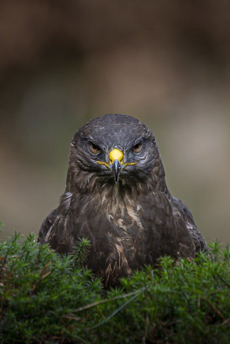 Buizerd