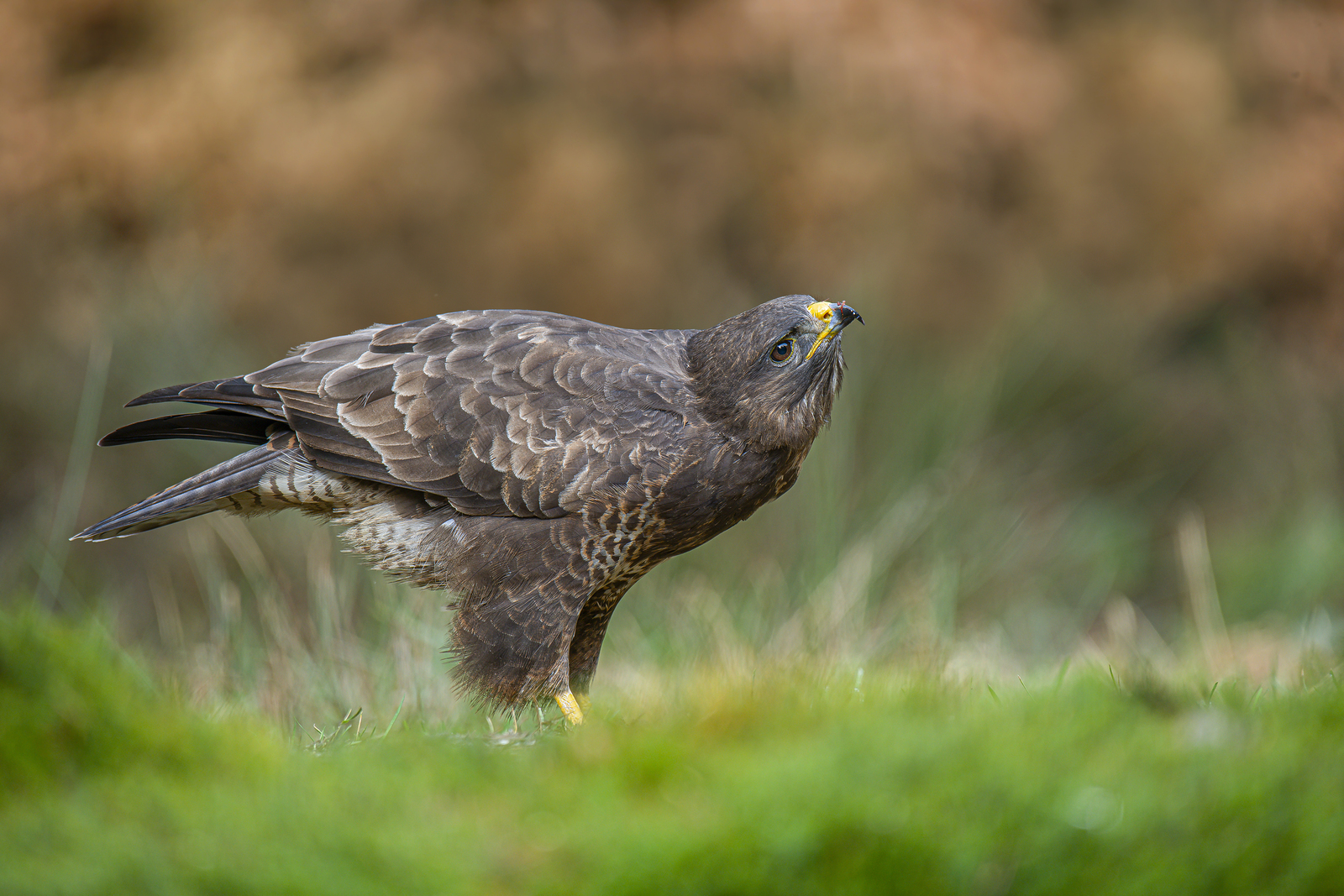 Buizerd