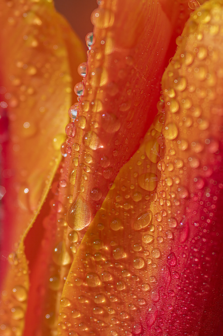 Tulp 