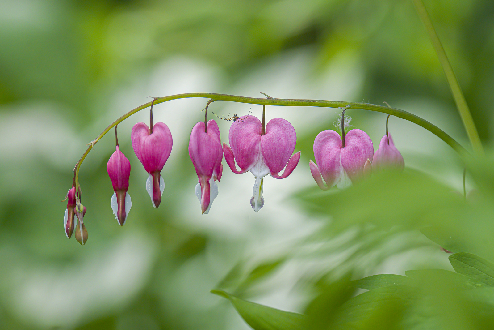 Gebroken Hart Roze