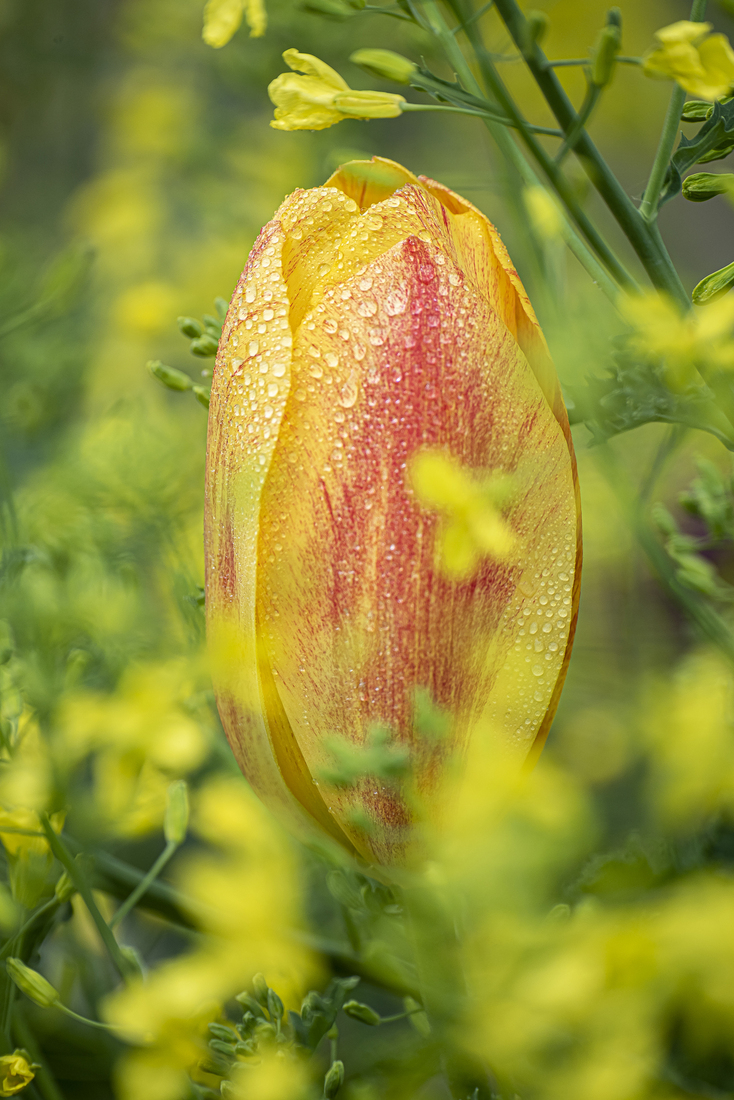 Reuze Tulp