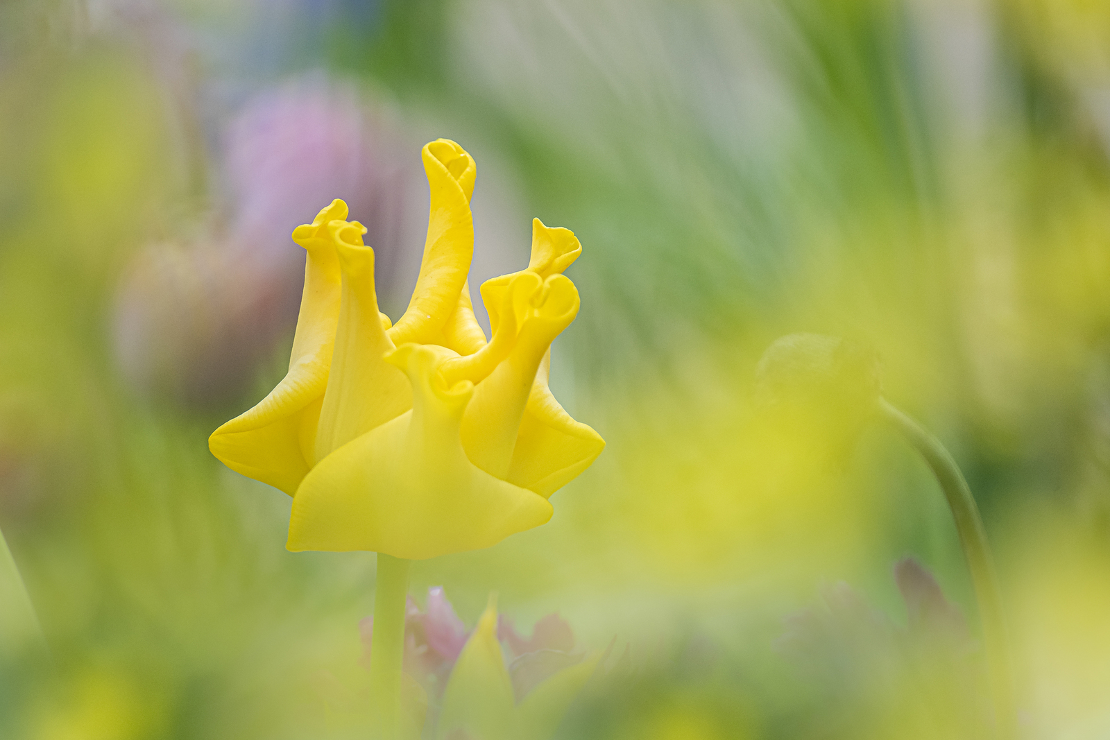 Tulp Yellow Crown 