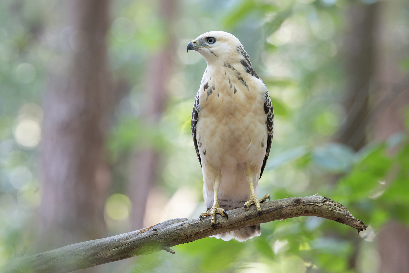 Buizerd