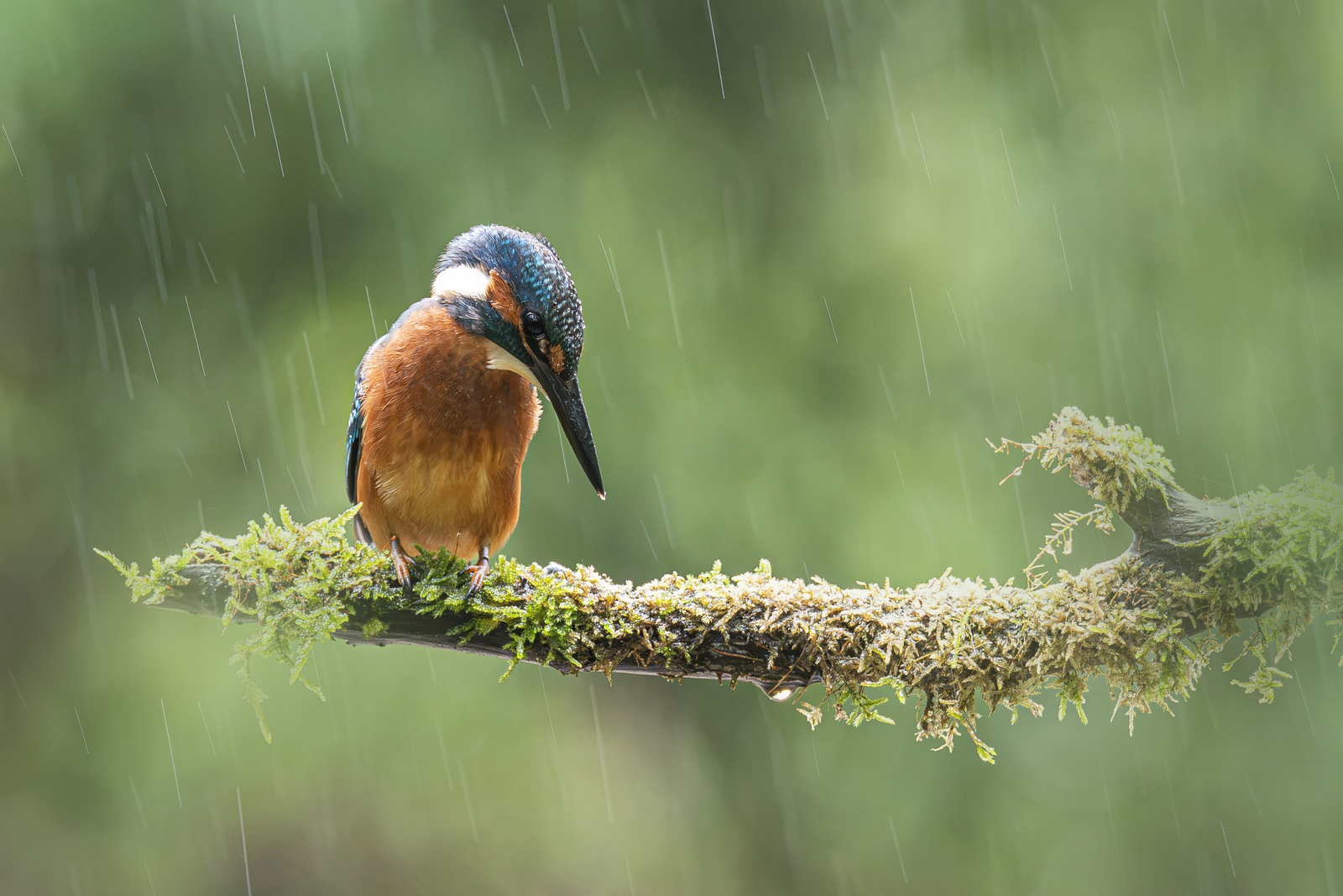 IJsvogel