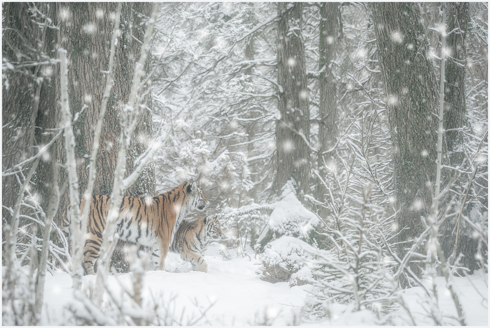 Tijgers in de Sneeuw