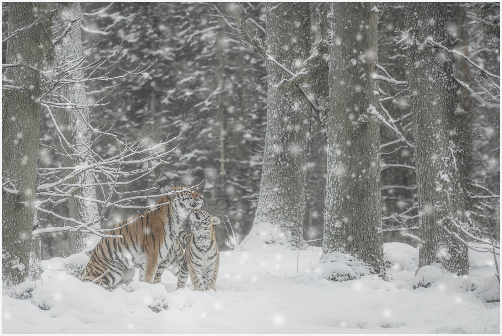 Tijgers in de Sneeuw