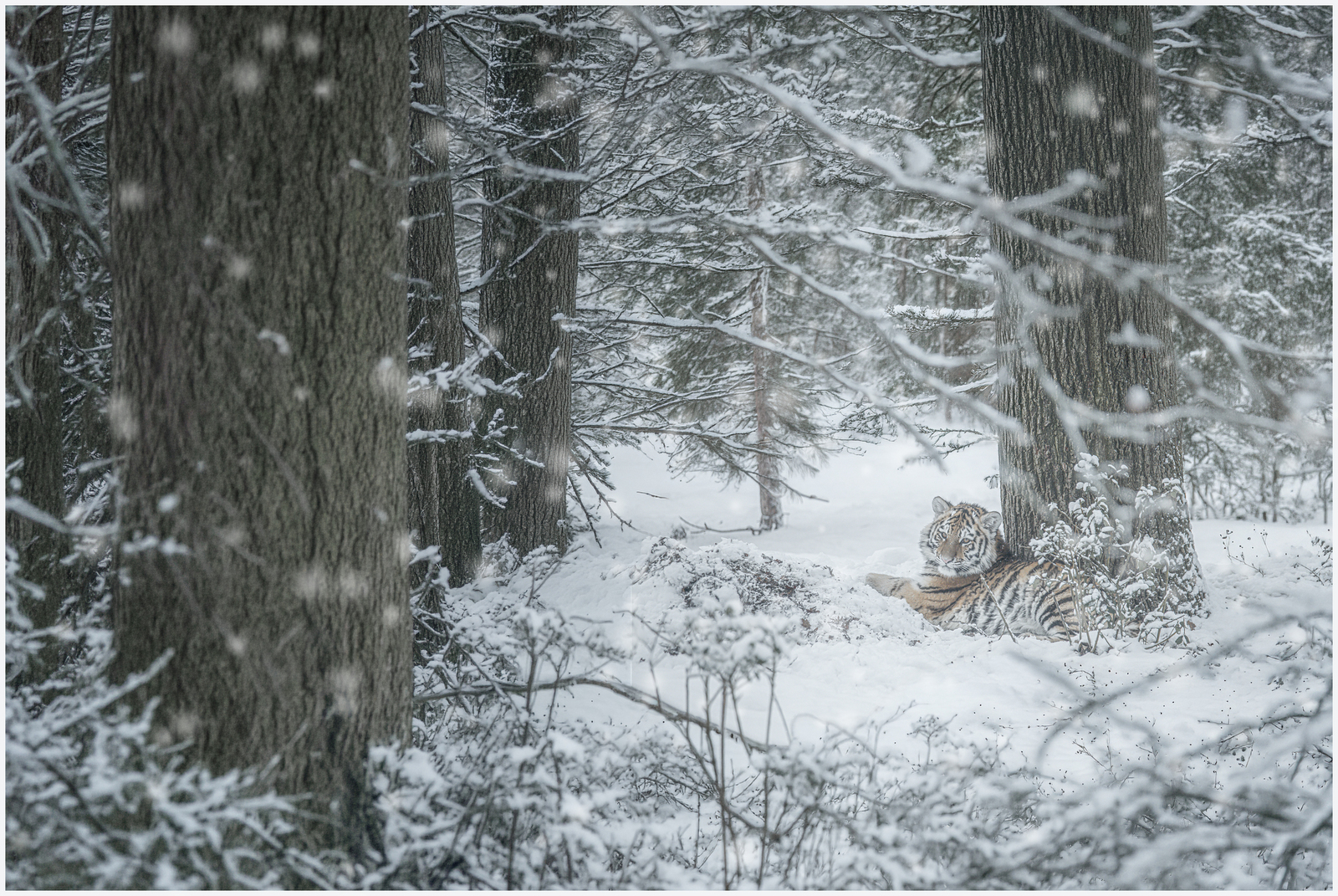 Tijgers in de Sneeuw