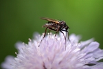 Macro foto's van Insecten e.d.