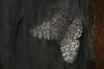 Foto's van Vlinders , motten en rupsen