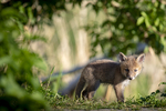 De vossen van o.a. de Amsterdamse Waterleiding Duinen, Zandvoort & Oostvaarders plassen