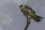 De Roodpootvalk (Falco vespertinus) is 28 tot 34 cm lang en een spanwijdte van 65 tot 76 cm. Qua formaat en silhouet lijkt de roodpootvalk veel op de boomvalk. Onvolwassen vogels hebben een gestreepte borst, geelbruine veerranden, een bruine kopkap en een gebandeerde staart. Ze lijken op onvolwassen boomvalken