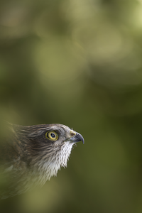 De Sperwer (Accipiter nisus) is een kleine, snelle roofvogel uit de familie van de Accipitridae (Haviken en Arenden).