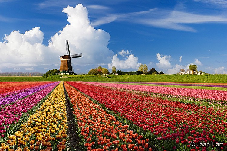 Tulpen en Molenlandschap