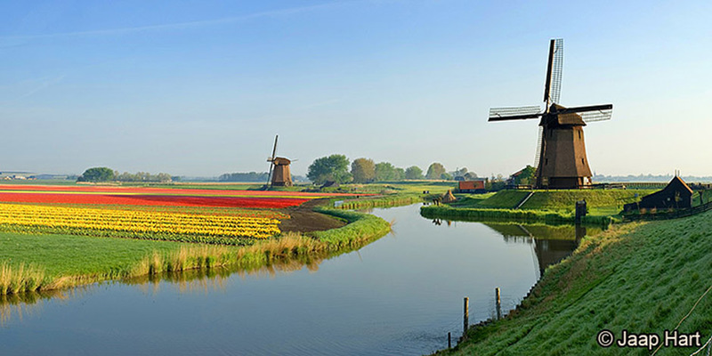 Molens en Tulpen