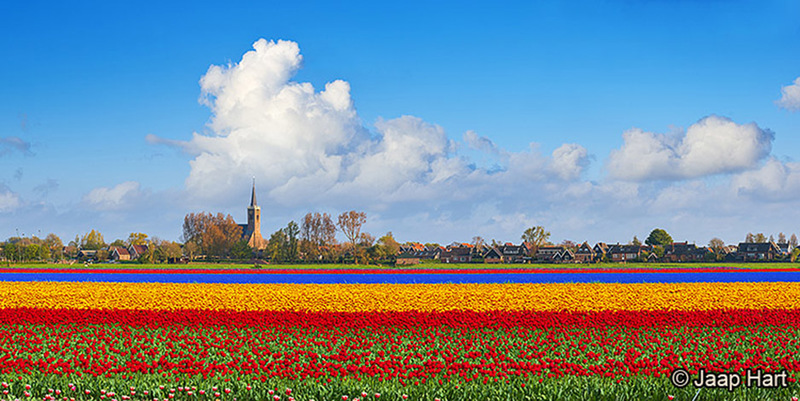 Tulpenveld bij Schermerhorn