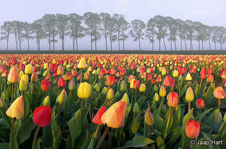 Tulpen en Bomenrij in de Beemster