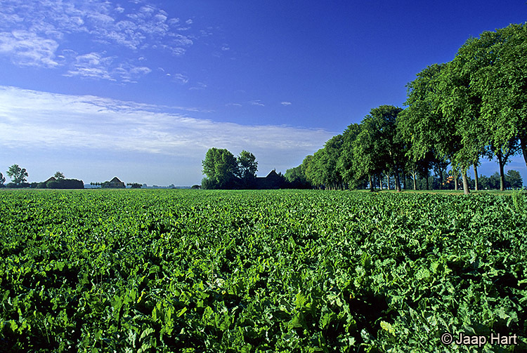 Beemster in de Zomer