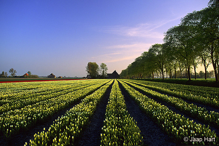 Beemster in de Lente