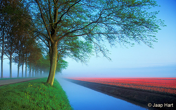 Tulpen in de Beemster