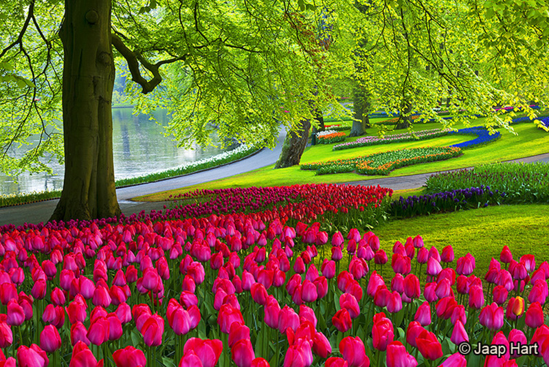 Keukenhof 1