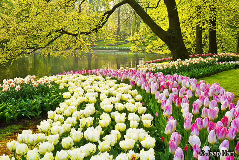 Keukenhof 2