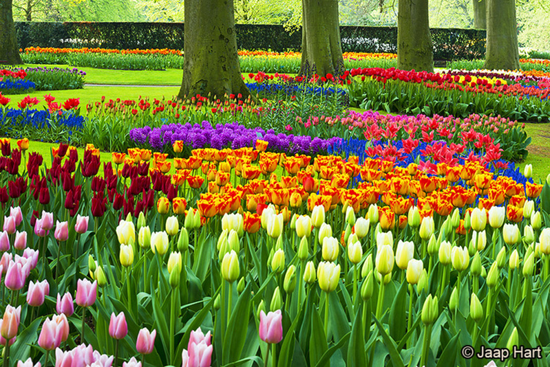 Keukenhof 4