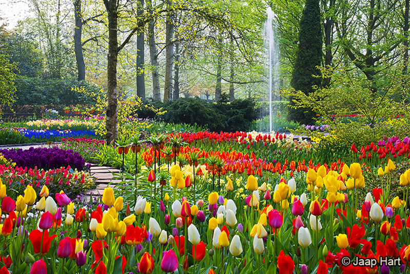 Keukenhof 3