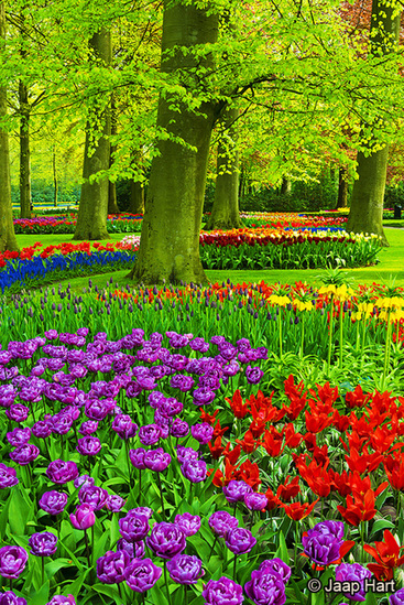 Keukenhof 6