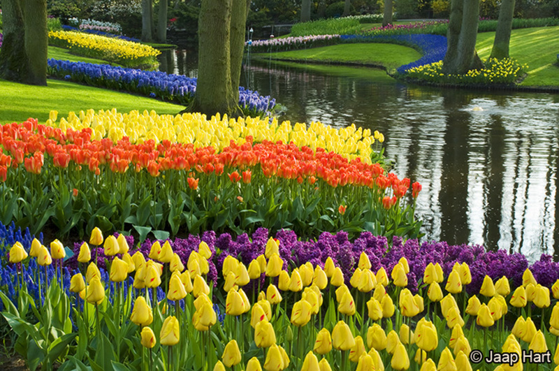 Keukenhof 8