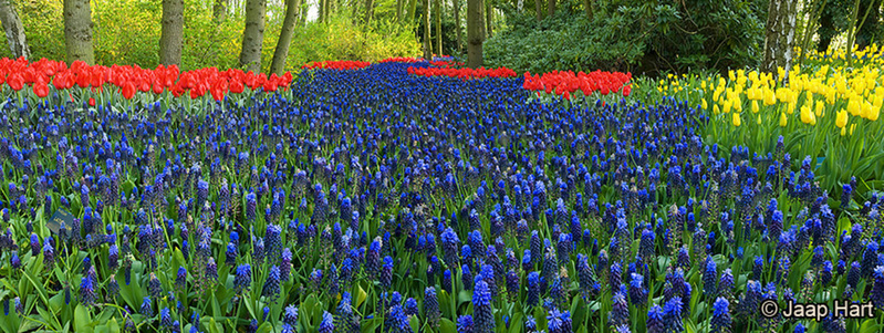 Keukenhof 9