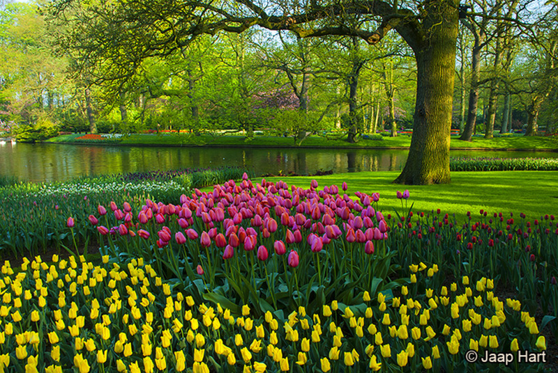 Keukenhof 10