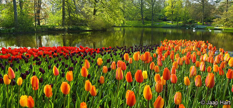 Keukenhof 11