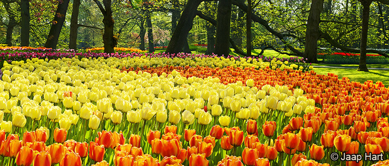 Keukenhof 12