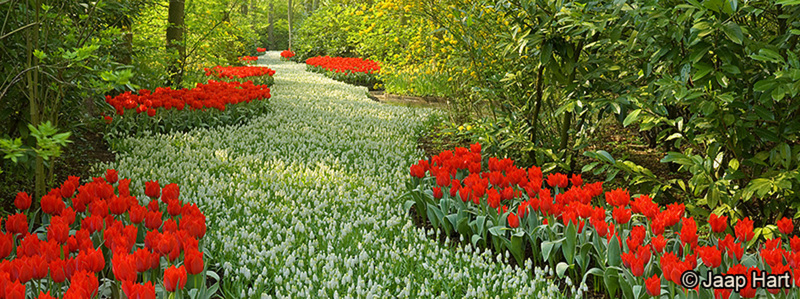Keukenhof 14