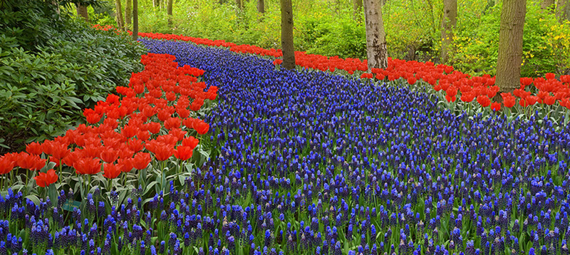 Keukenhof 15