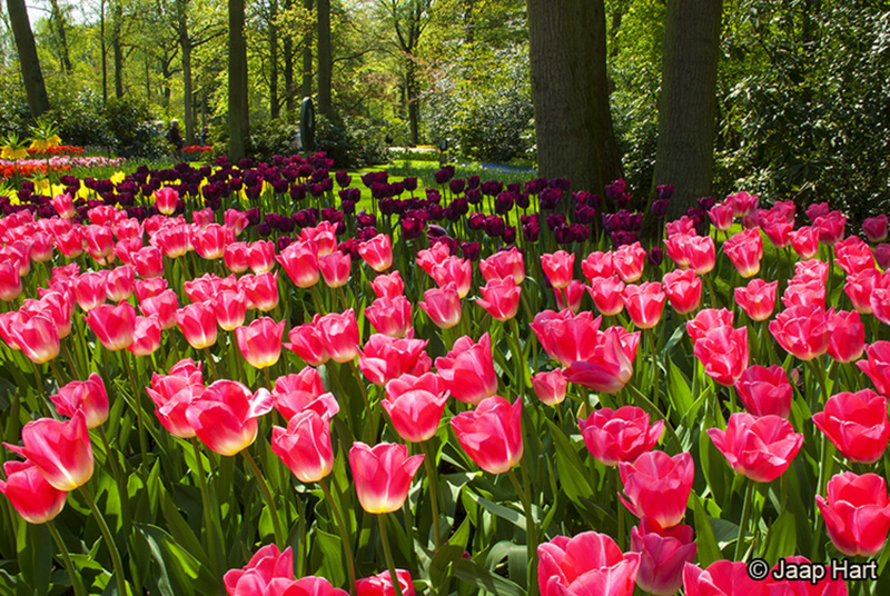 Keukenhof 16