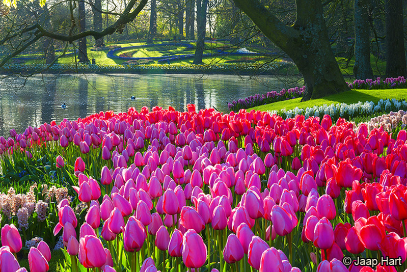 Keukenhof 17