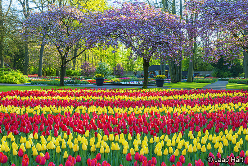 Keukenhof 20