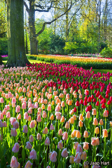 Keukenhof 25