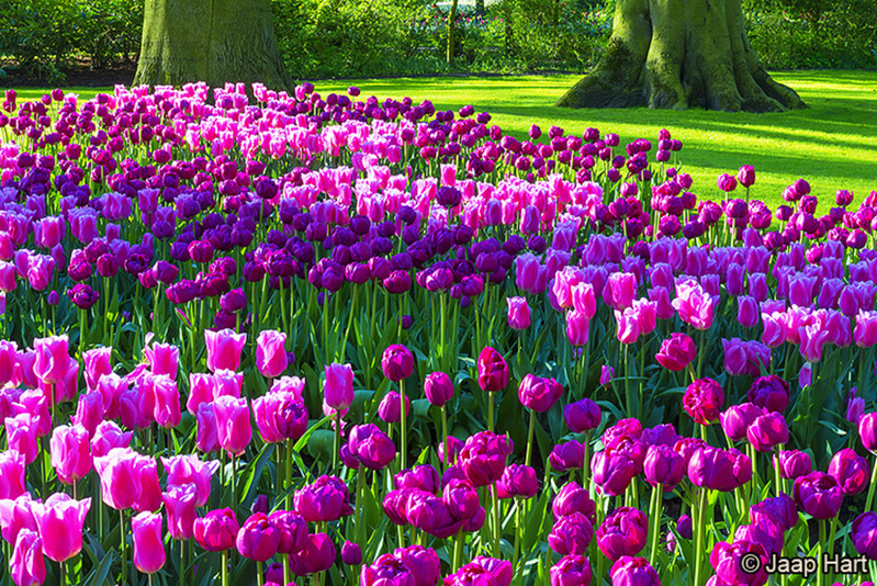Keukenhof 21