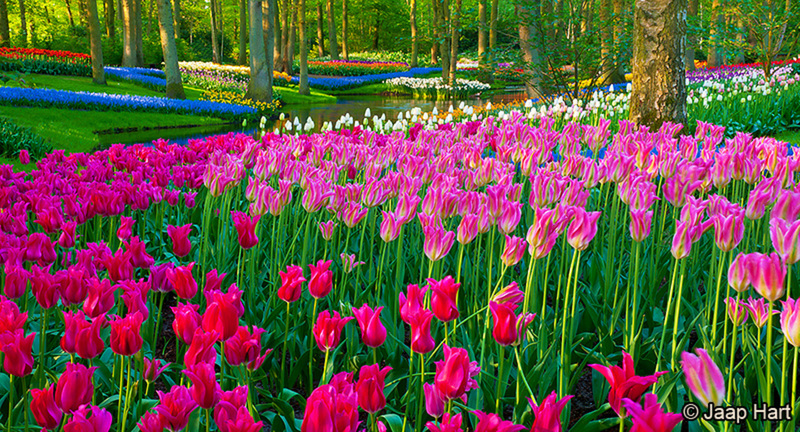 Keukenhof 24
