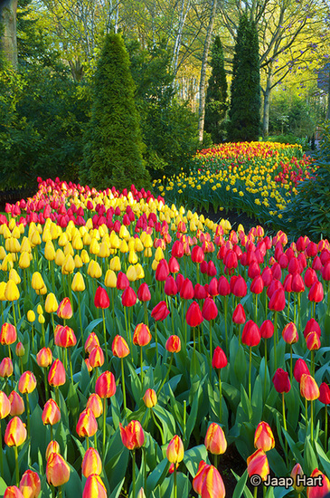 Keukenhof 22