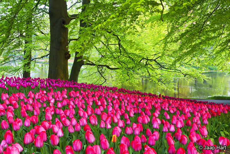 Keukenhof 26