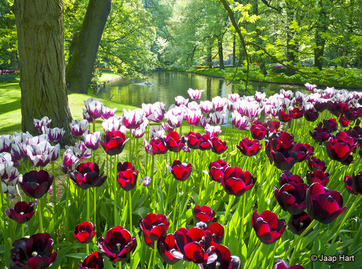 Keukenhof 27