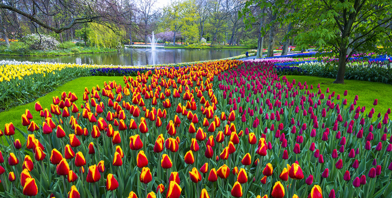 Keukenhof 29